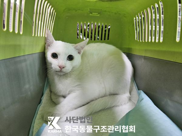 보호중 터키시 앙고…